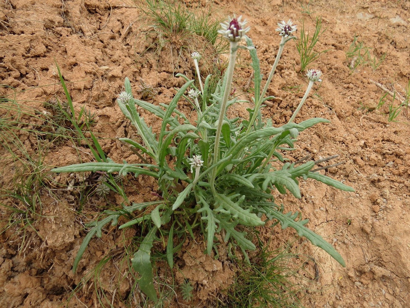 Image of Jurinea atropurpurea specimen.