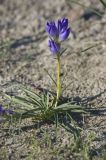 Gentiana decumbens. Цветущее растение. Монгольский Алтай, Баян-Ульгийский аймак, сомон Сагсай, окраина пос. Сагсай, выбитая степь, территория заброшенного пионерского лагеря. 04.08.2008.