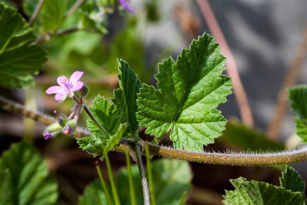 Изображение особи Erodium malacoides.