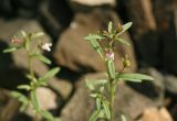 Chaenorhinum minus