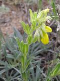 Onosma taurica