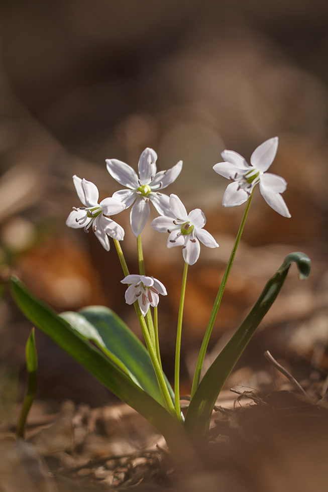 Изображение особи Scilla siberica.