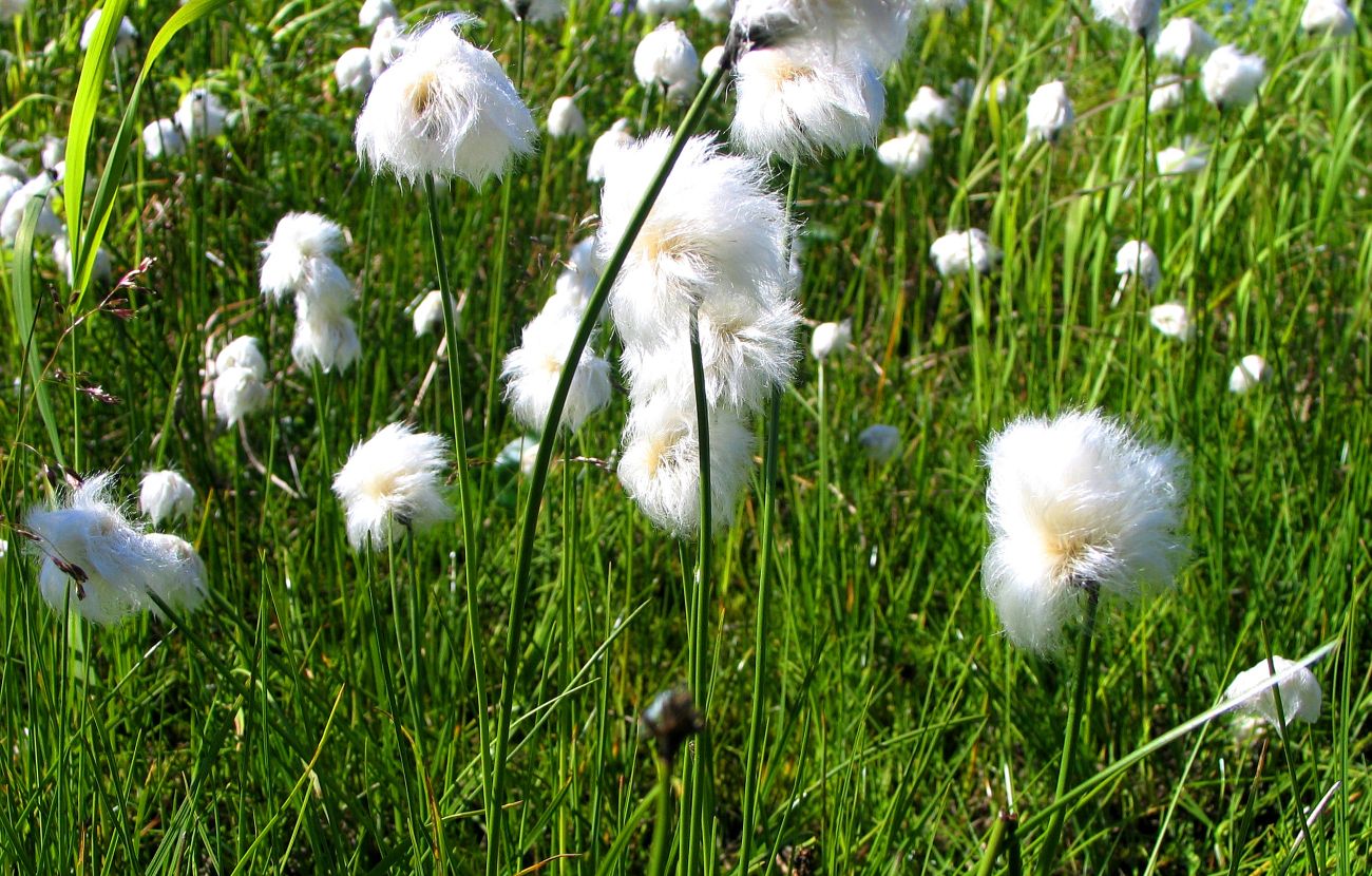 Изображение особи род Eriophorum.