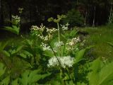 Filipendula camtschatica. Верхушка зацветающего растения. Республика Карелия, территория ботанического сада Беломорской биостанции Московского Государственного университета, в культуре. 30.07.2017.