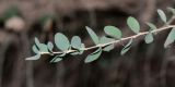 Melaleuca elliptica
