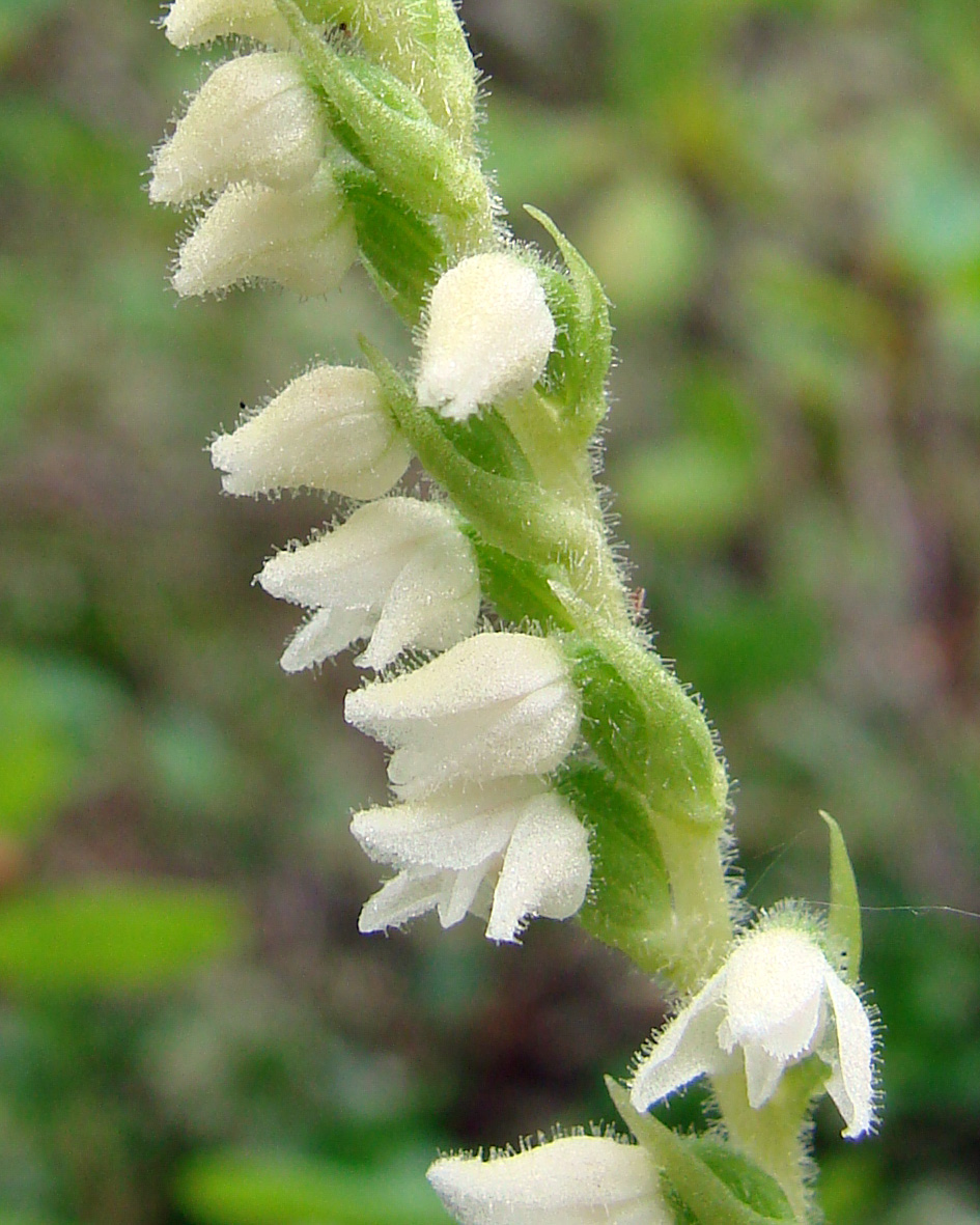 Изображение особи Goodyera repens.