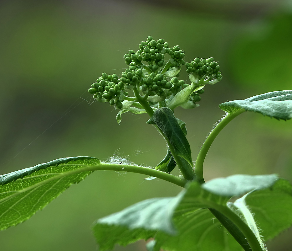 Image of Hydrangea petiolaris specimen.