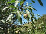 genus Pyrus