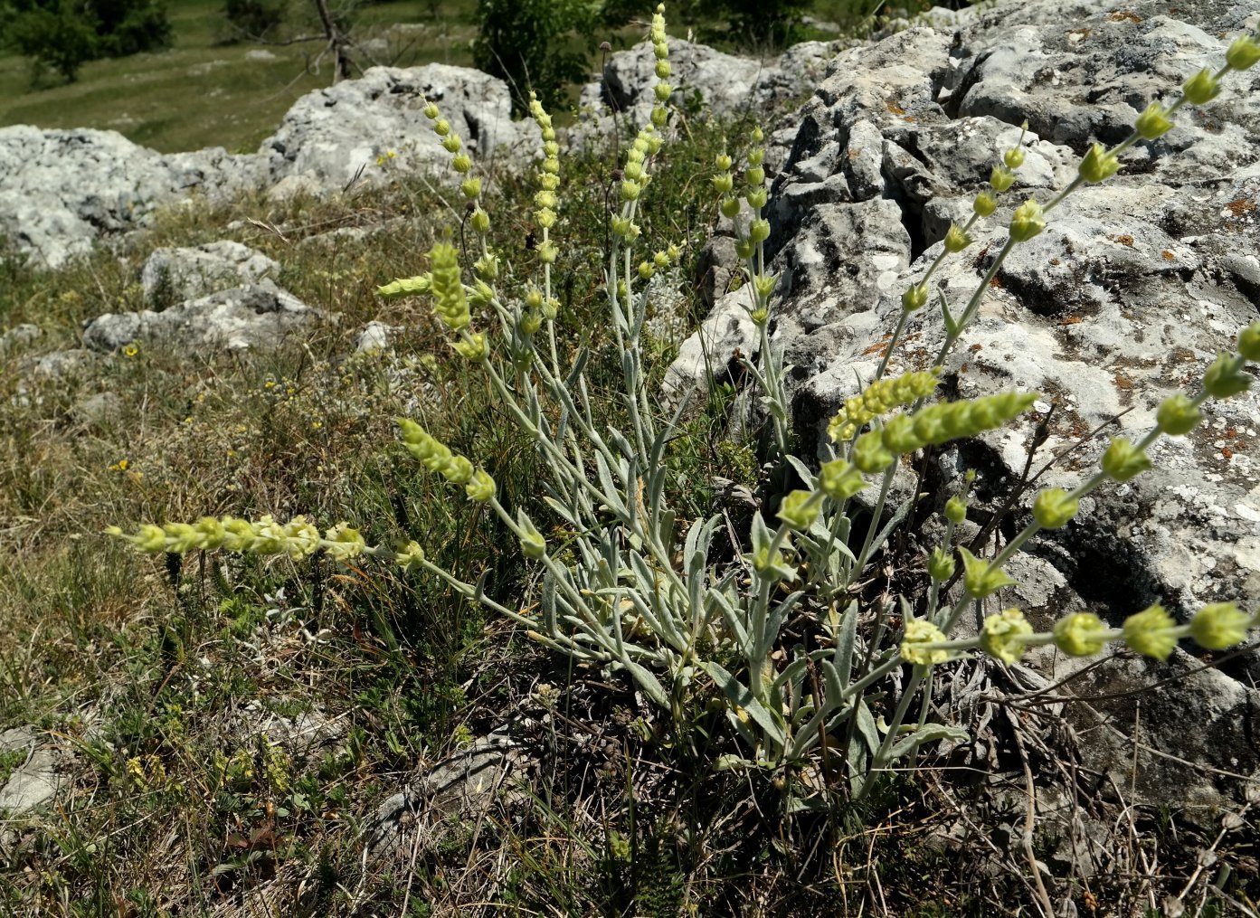 Изображение особи Sideritis catillaris.