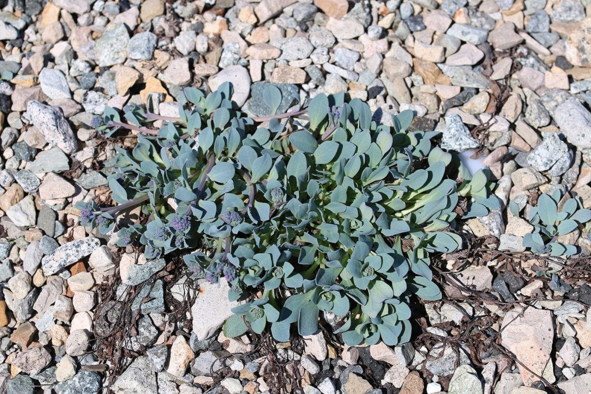 Изображение особи Mertensia maritima.