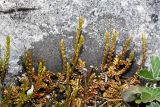 Selaginella helvetica. Спороносящие растения в трещине известняковой скалы. Приморский край, Кавалеровский р-н, окр. пгт Кавалерово, памятник природы \"Скала Дерсу-Узала\". 19.06.2018.
