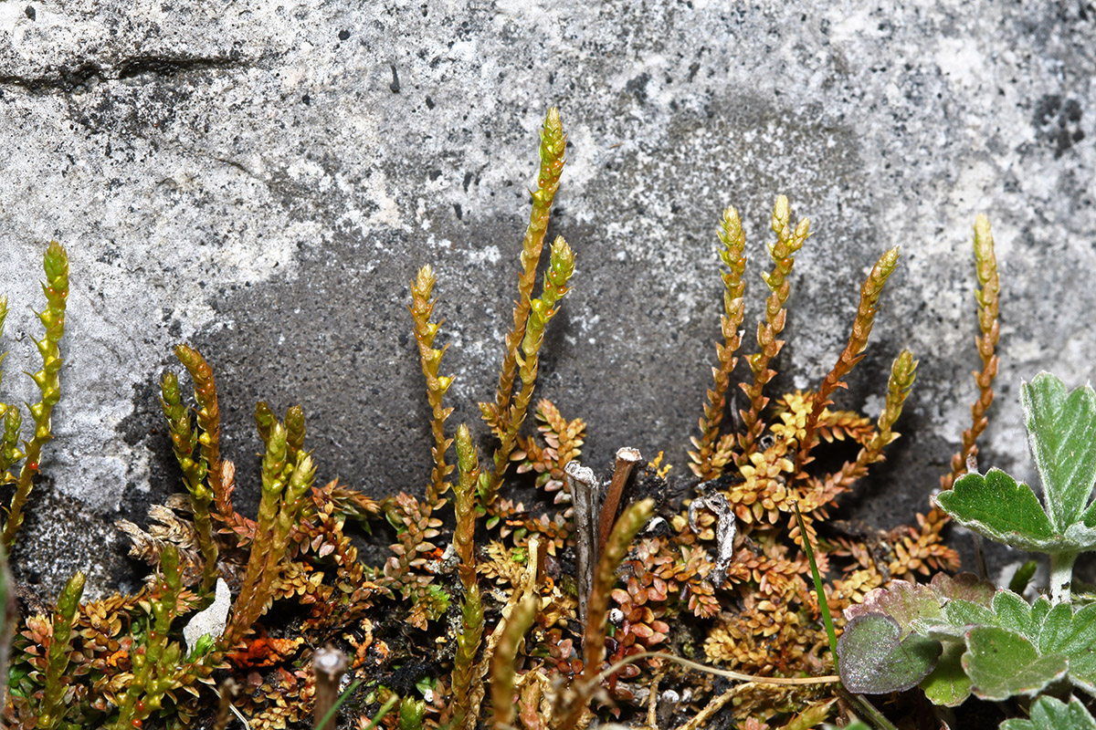 Image of Selaginella helvetica specimen.