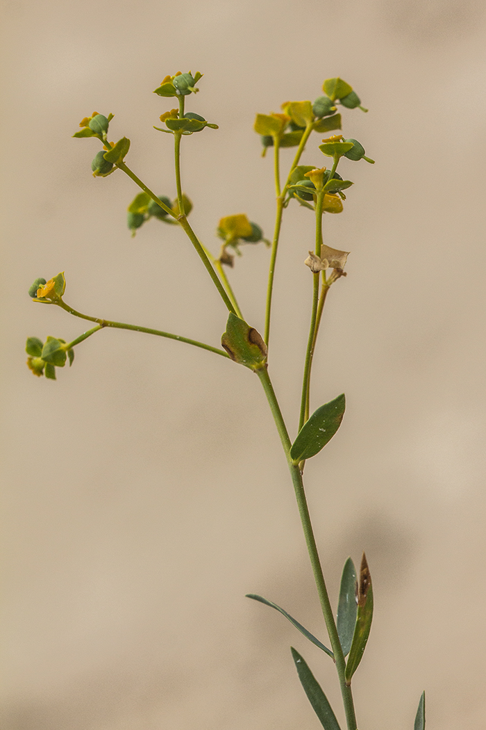 Image of Euphorbia seguieriana specimen.