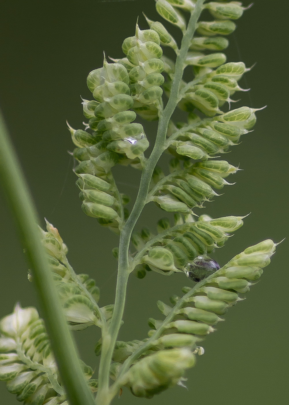 Image of Beckmannia syzigachne specimen.