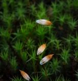 Polytrichum commune
