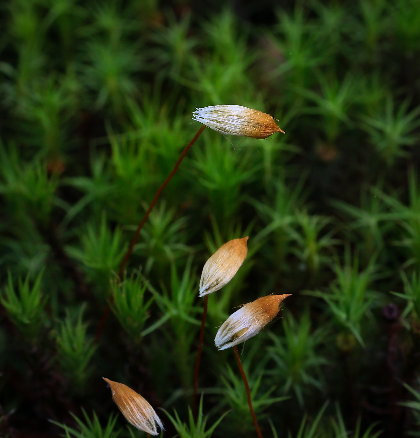 Изображение особи Polytrichum commune.