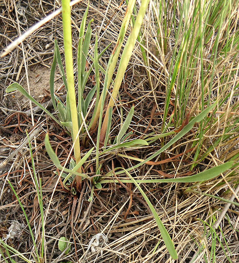 Image of Goniolimon graminifolium specimen.