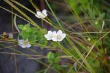 Parnassia palustris