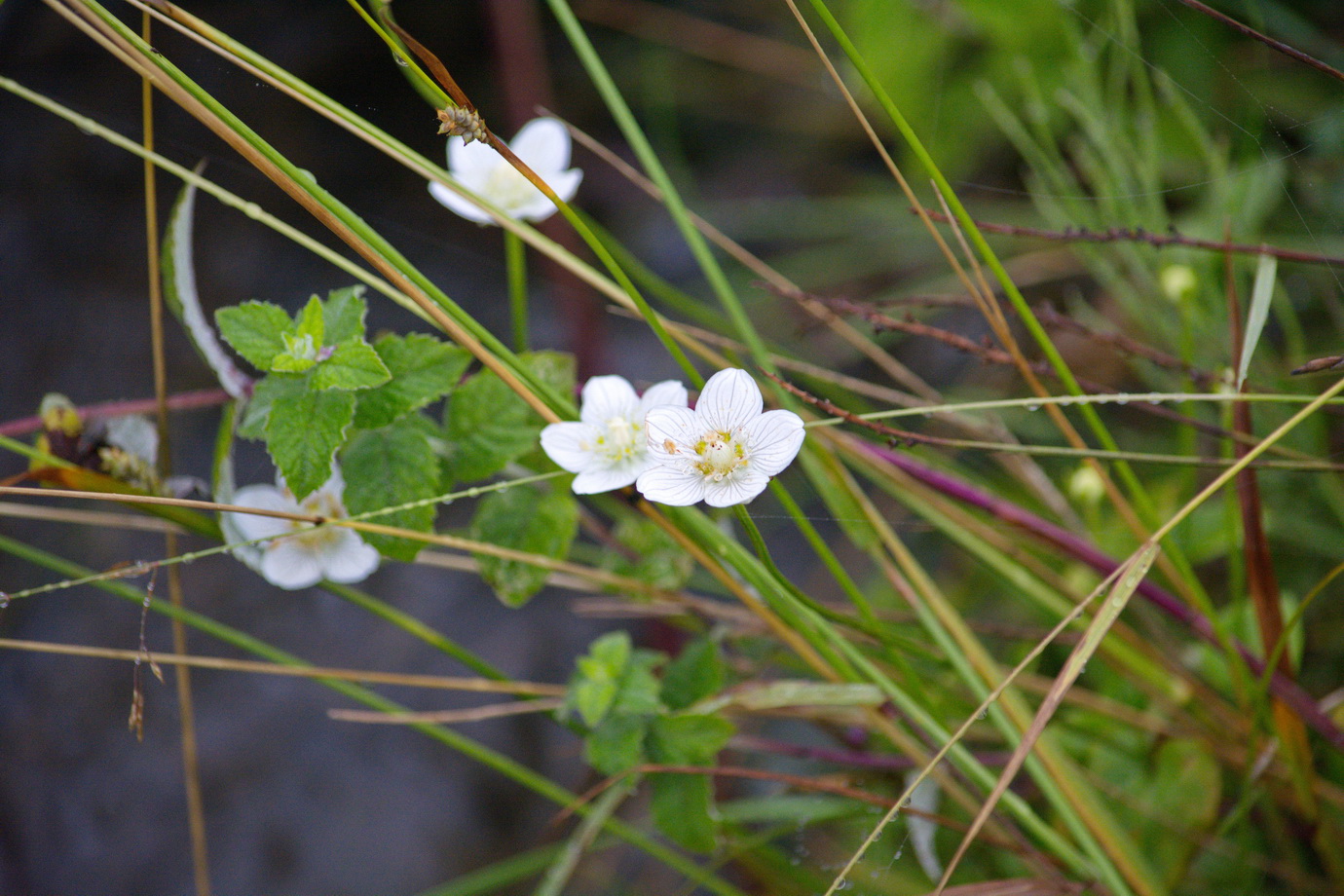 Изображение особи Parnassia palustris.