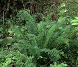 Achillea millefolium. Вегетирующее молодое(?) растение. Московская обл., Раменский р-н, окр. дер. Хрипань, садовый участок. 31.08.2018.