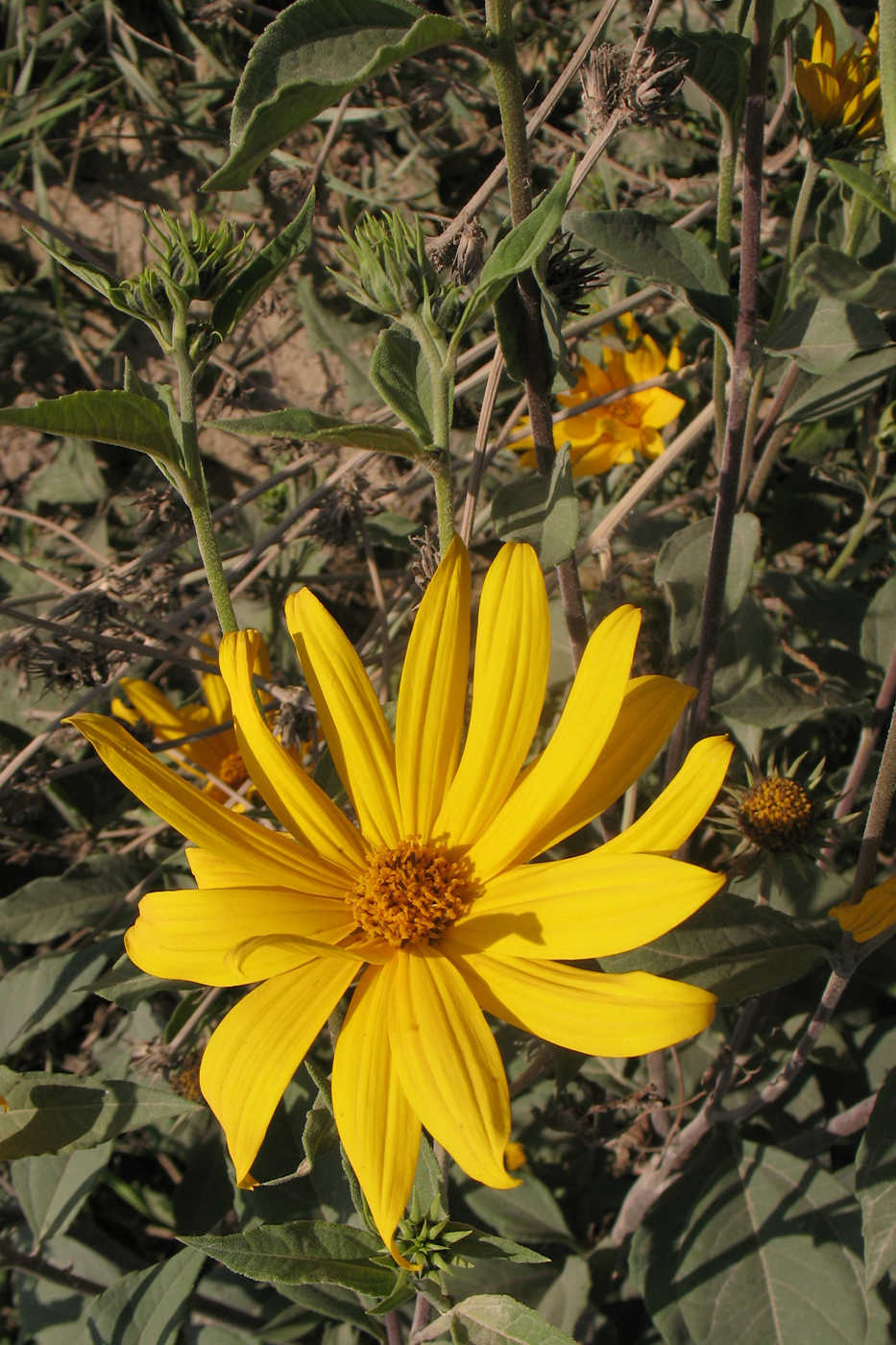 Изображение особи Helianthus subcanescens.