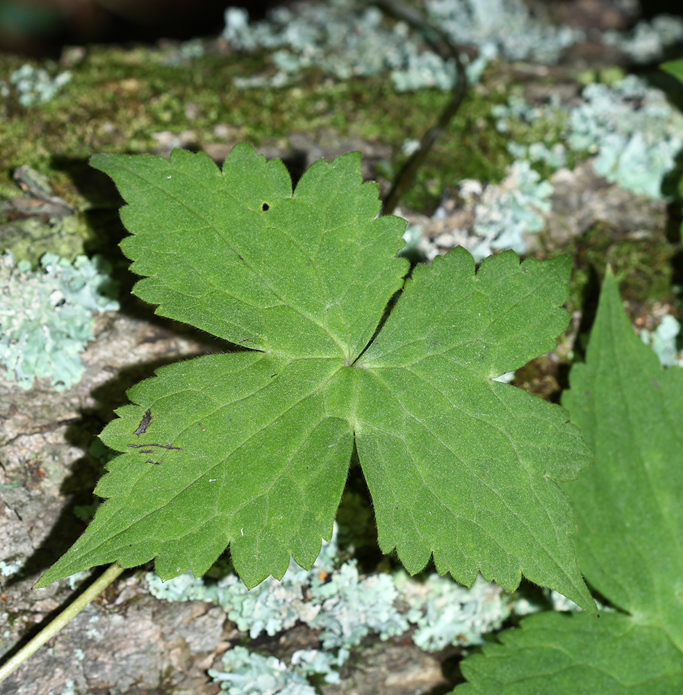 Image of Aconitum alboviolaceum specimen.