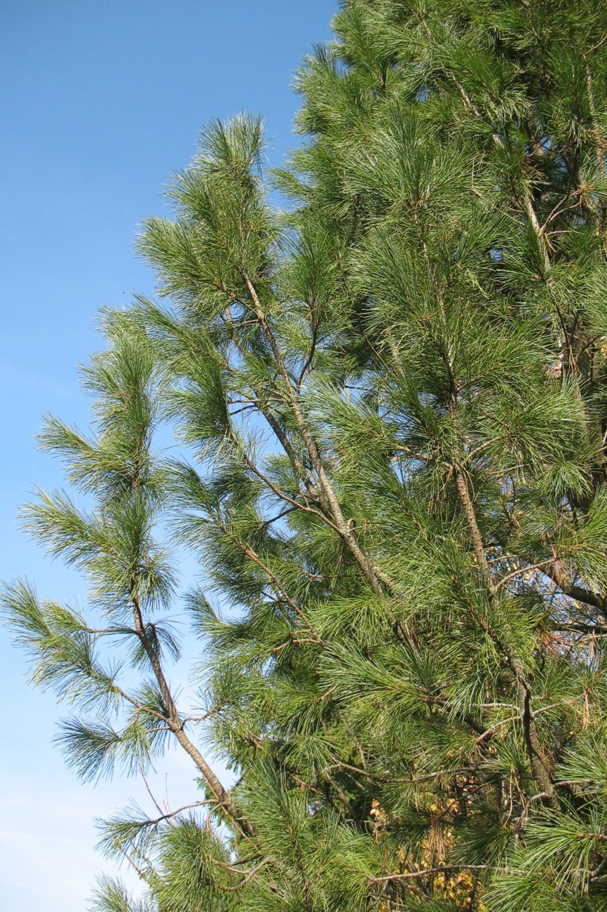 Image of Pinus strobus specimen.