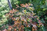 Cotinus coggygria. Вегетирующее растение с листьями в осенней окраске. Крым, окр. г. Ялта, ущелье Уч-Кош. 19.09.2018.