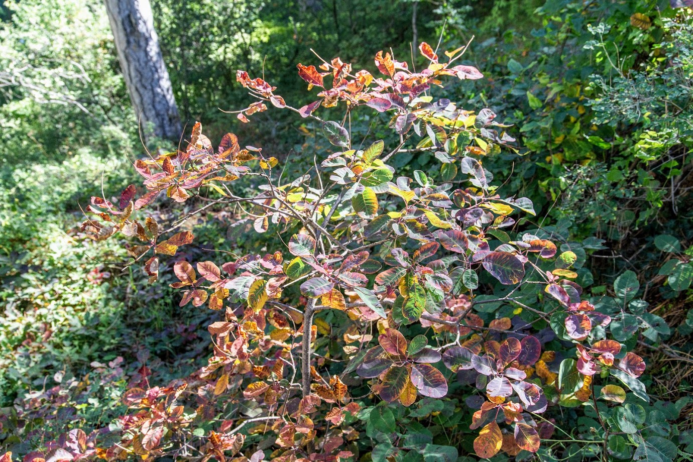 Изображение особи Cotinus coggygria.