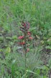 Echium russicum