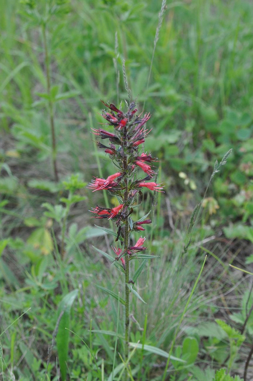 Изображение особи Echium russicum.