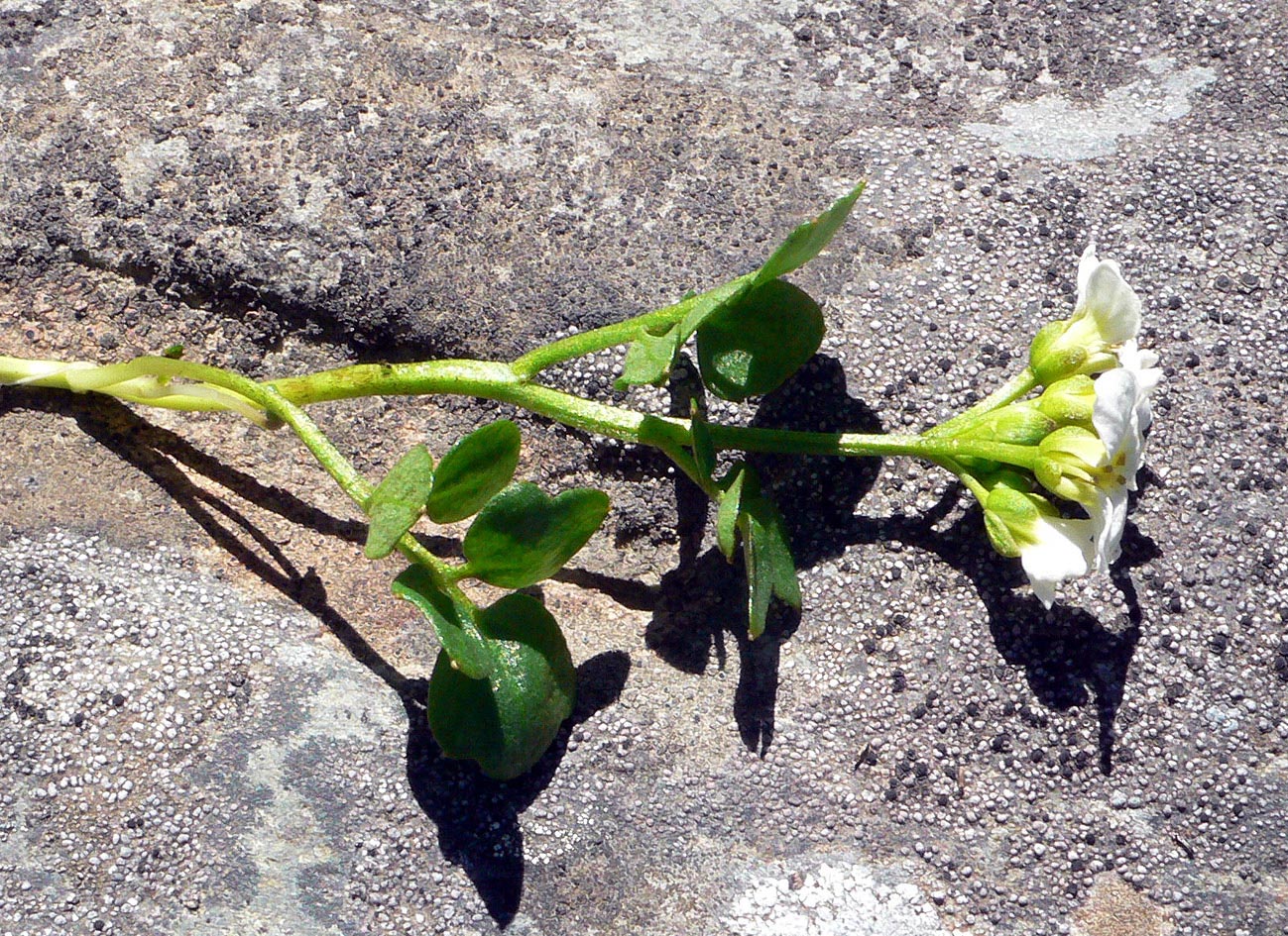 Image of Cardamine blaisdellii specimen.