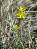 Gagea pauciflora. Верхушка цветущего растения. Иркутская обл., Боханский р-н, окр. с. Бохан, луг. 06.05.2018.