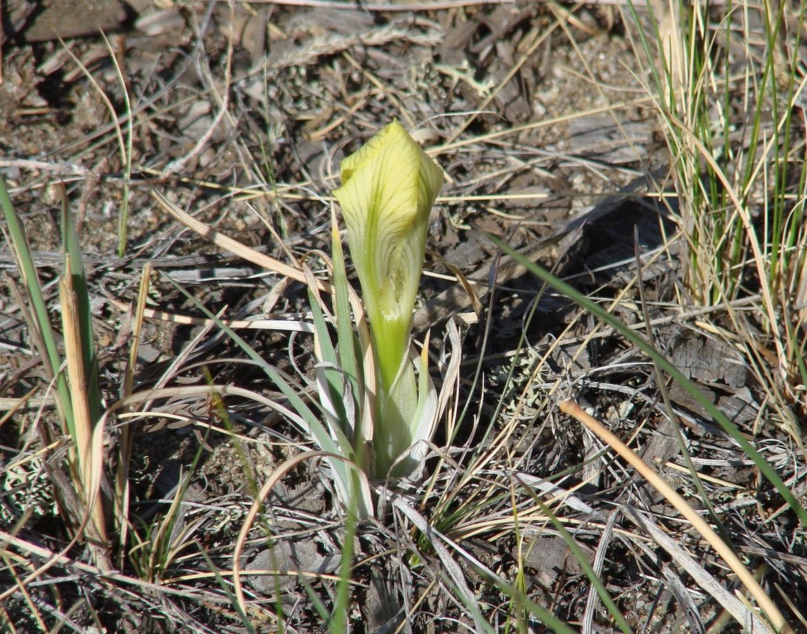 Image of Iris potaninii specimen.