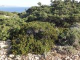 Erica manipuliflora
