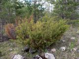 Juniperus communis. Растение с шишкоягодами. Свердловская обл., окр. г. Североуральск, р-н известнякового карьера, высокий скалистый берег канала Дублёр, сосновый лес. 12.06.2018.