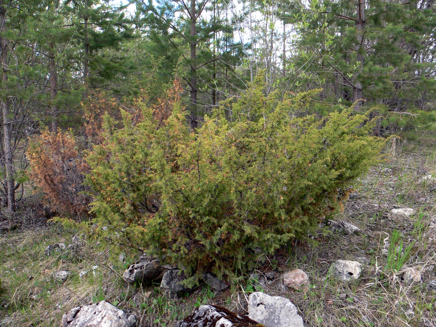 Изображение особи Juniperus communis.