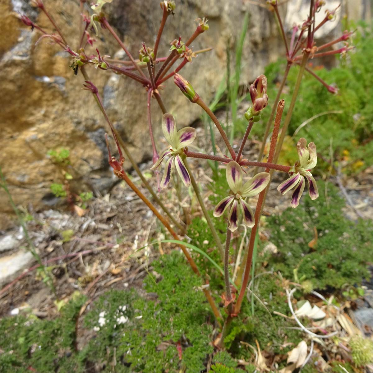 Image of Pelargonium triste specimen.