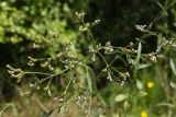 Verbena brasiliensis. Верхняя часть цветущего растения. Краснодарский край, г. Сочи, Адлерский р-н, Дзыхринское ущелье, горный широколиственный лес. 13.08.2018.