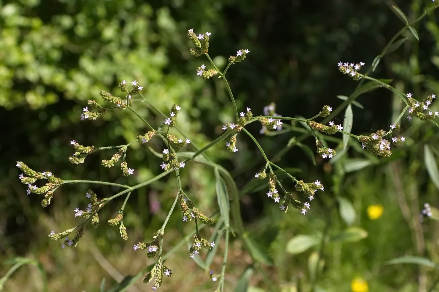Изображение особи Verbena brasiliensis.