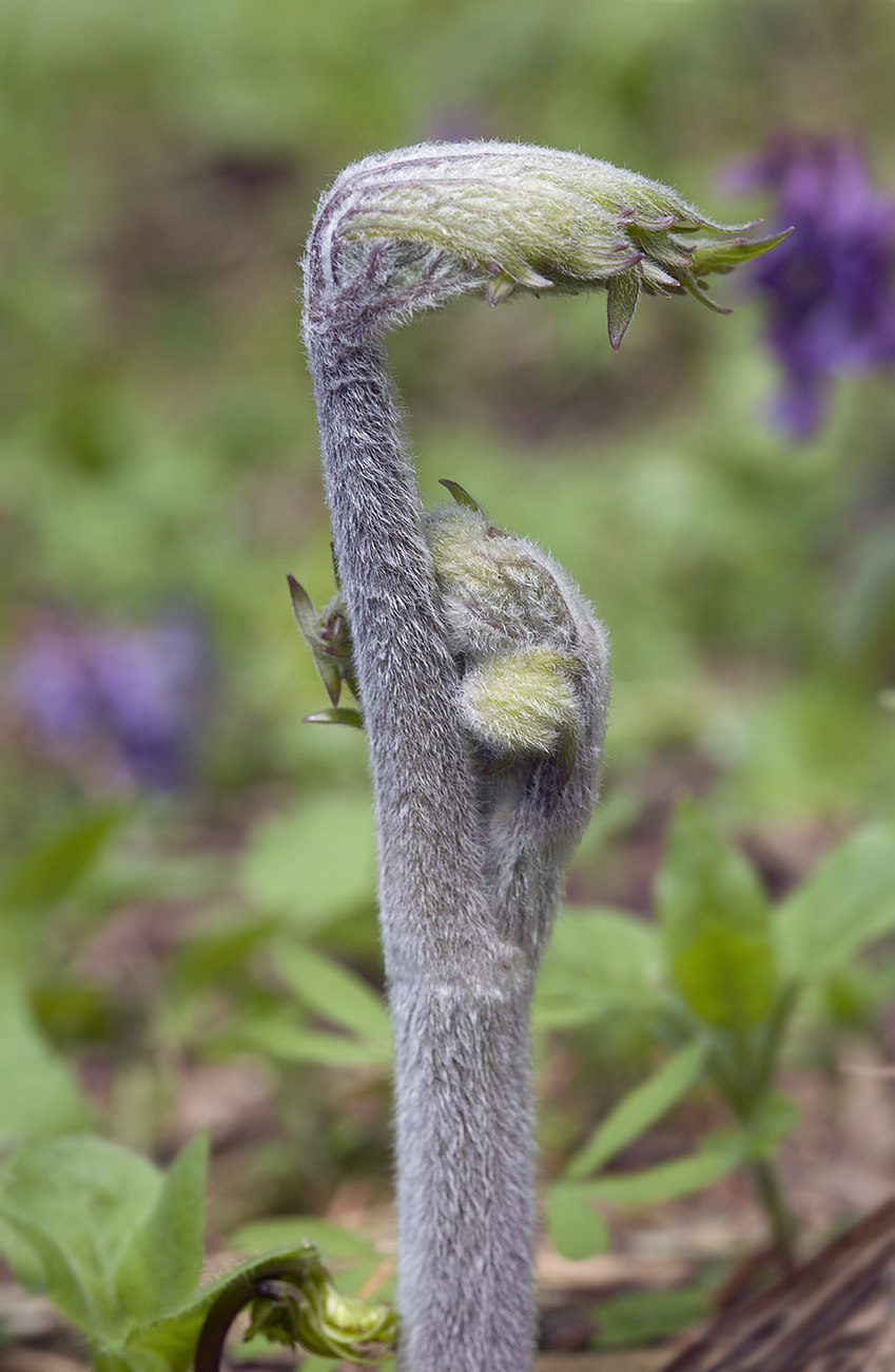 Image of Aconitum septentrionale specimen.