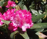 род Rhododendron. Цветки и листья. Крым, Южный Берег, Партенит, парк ЛОК \"Айвазовское\". 30.04.2018.