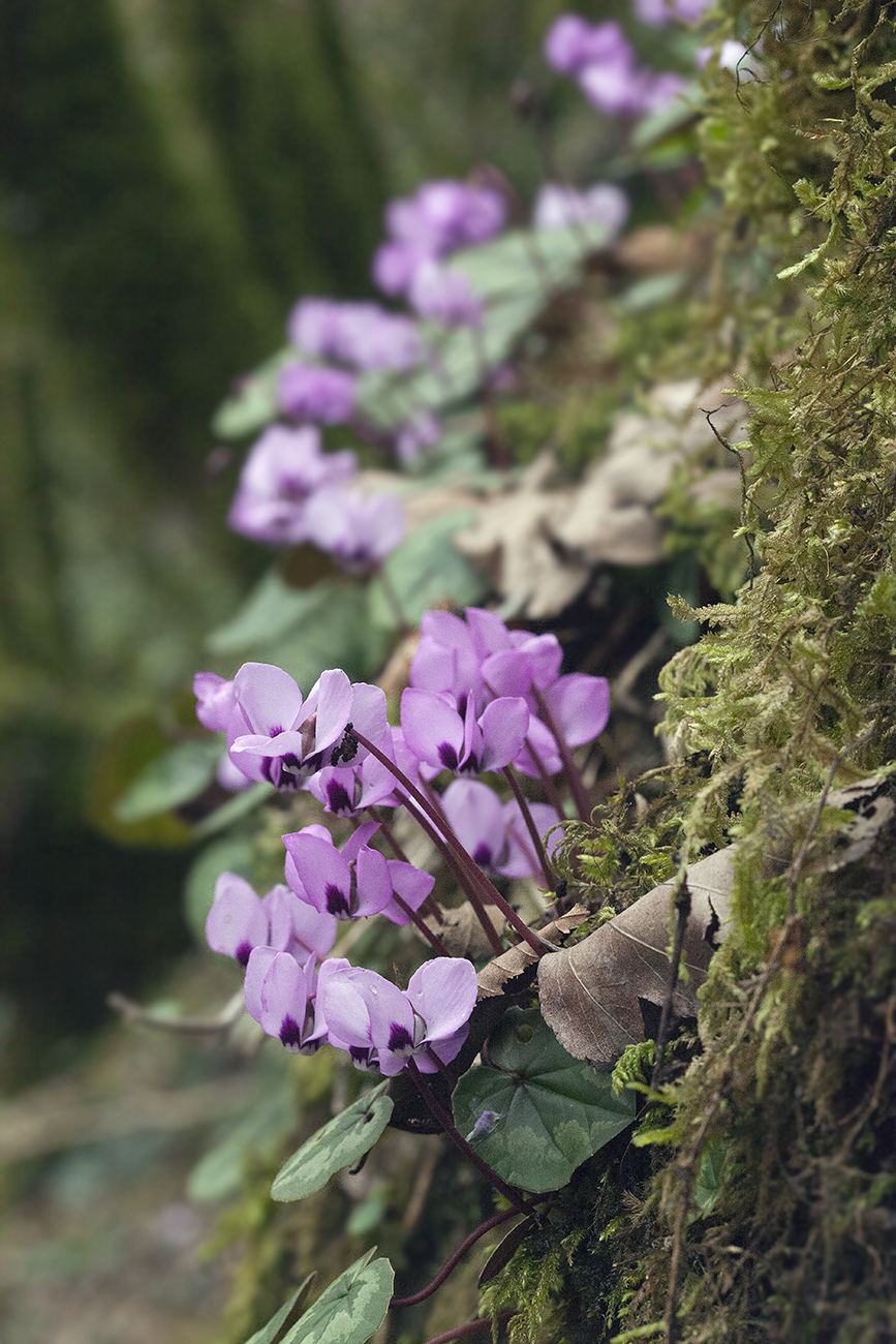 Image of Cyclamen coum specimen.