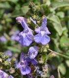 Salvia fruticosa. Цветки. Республика Кипр, Троодос (Τρόοδος), окр. с. Хандрия (Χανδριά), 1250 м н.у.м., крутой склон на обочине дороги. 30.04.2019.