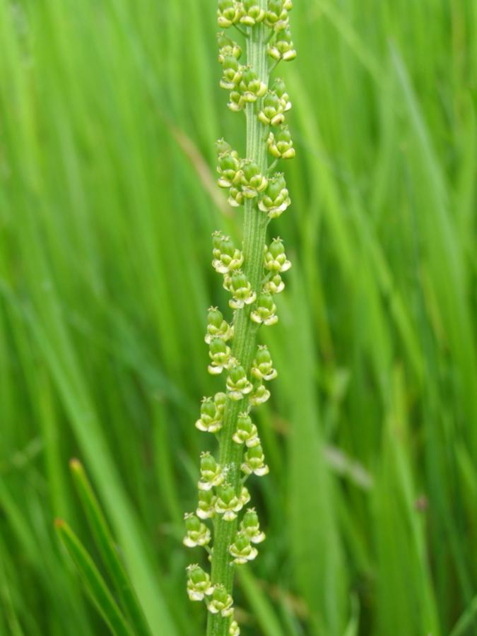 Image of Triglochin maritima specimen.