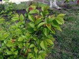 Ulmus minor