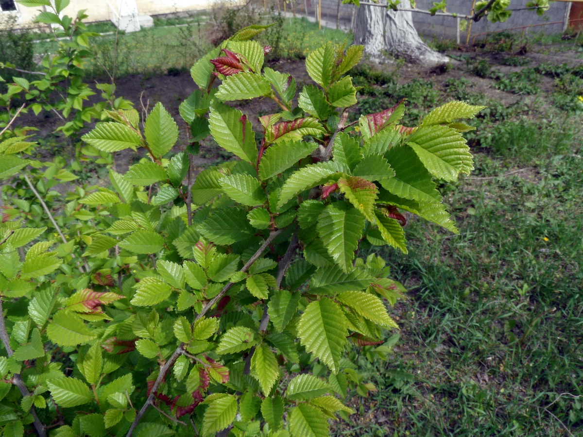 Image of Ulmus minor specimen.