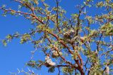 Vachellia erioloba