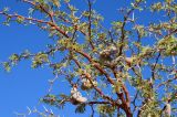 Vachellia erioloba. Ветви с плодами. Намибия, Хардап, плато Соссусфлей. 05.05.2019.