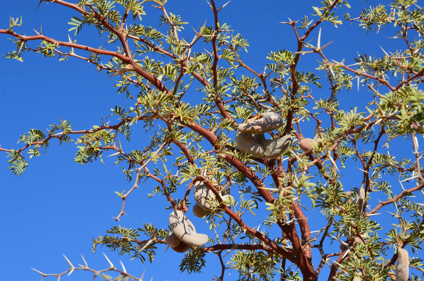 Изображение особи Vachellia erioloba.